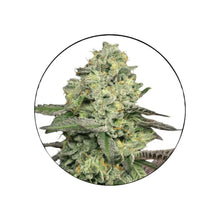 Animal Face feminisierte Cannabis Samen 3 Stück von CBD Hexe
