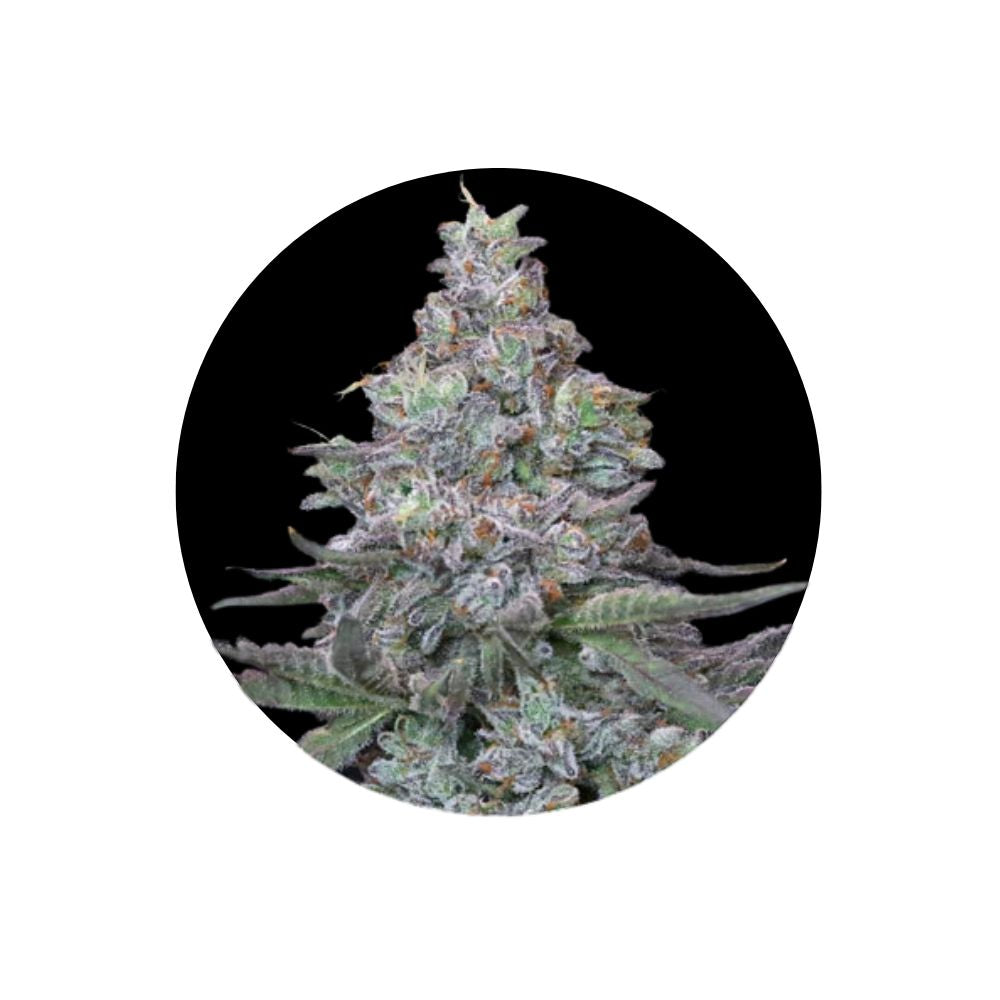 Cali Genetics "Animal Mints" - Feminized - 3 pcs. 