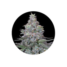 Animal Mints Cali Genetics feminisierte Cannabis Samen 3 Stück
