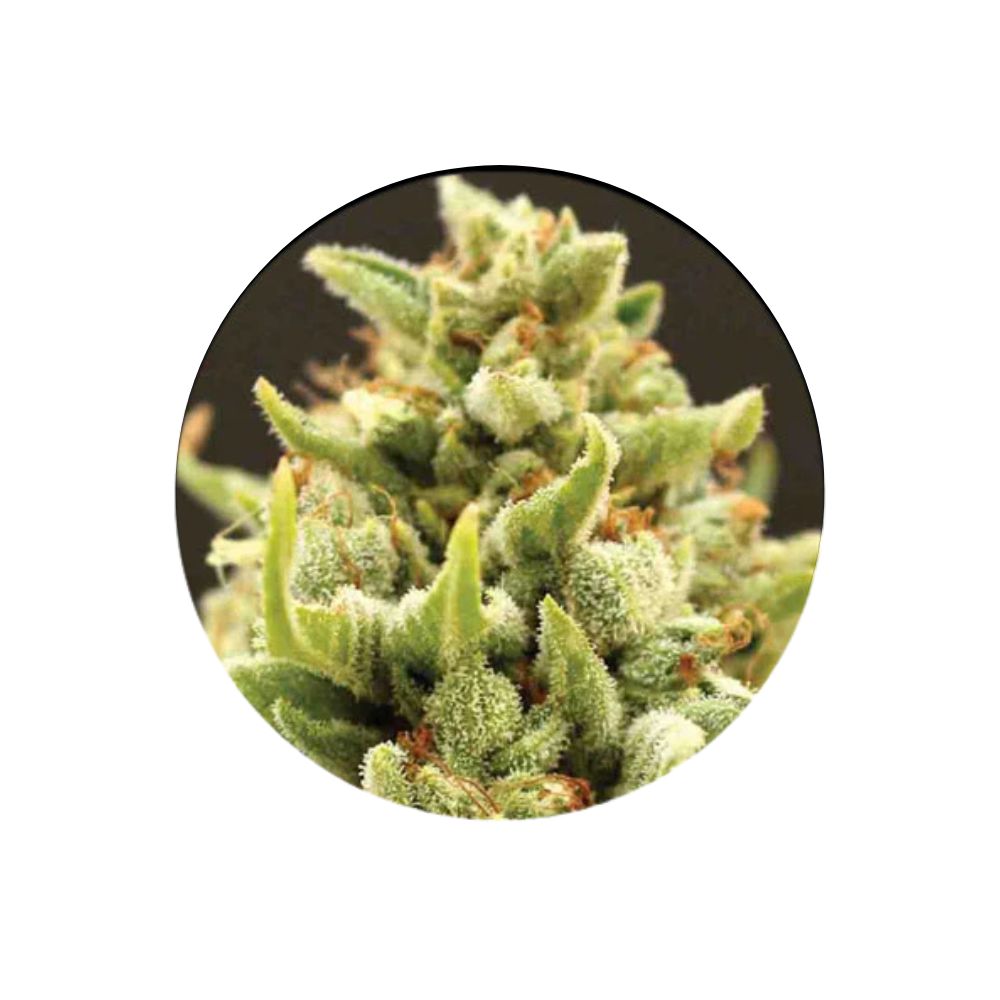 Cali Genetics "Banana Kush" - Feminized - 3 pcs. 