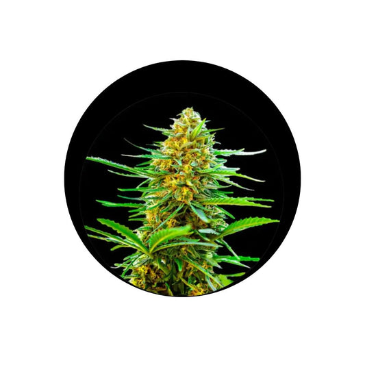 Cali Genetics "Banana Punch" - Autoflower - 3 Stck.