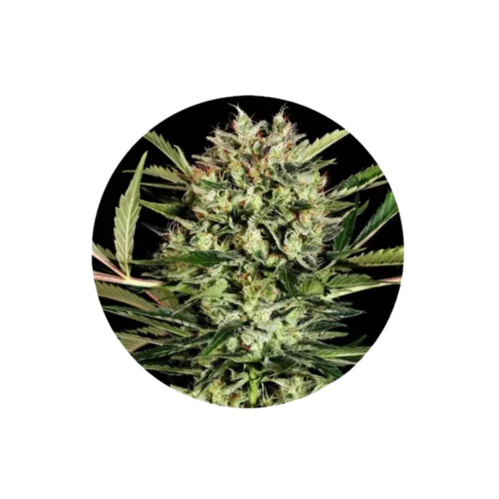 Cannabis seeds "Big Bud" - Autoflower - 3 pcs.