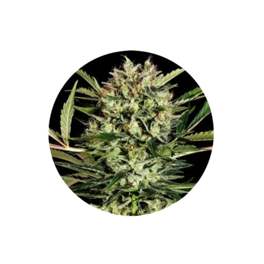 Cannabis Samen "Big Bud" - Autoflower - 3 Stck.