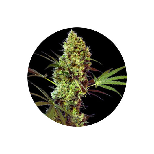 Cannabis Samen "Big Devil" - Autoflower - 3 Stck.