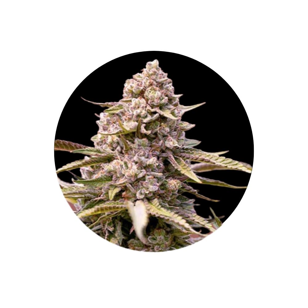 Cali Genetics "Biscotti" - Feminized - 3 pcs. 