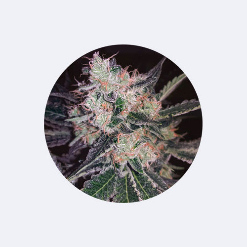 Produktbild von Cannabissamen "Black Widow" - Feminized - 3 Stck.