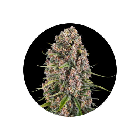 Cannabis Samen "Blue Cheese" - Feminized - 3 Stck.