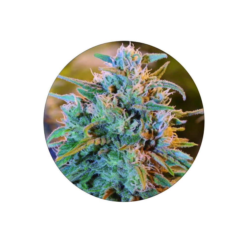 Cali Genetics "Blue Dream" - Feminized - 3 pcs. 