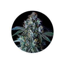 Blue Zushi Cali Genetics feminisierte Cannabis Samen 3 Stück