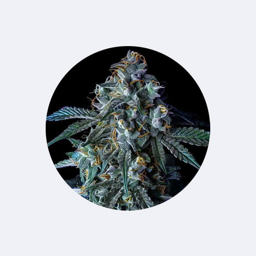 Produktbild von Cali Genetics "Blue Zushi" - Feminizovaná - 3 PC.