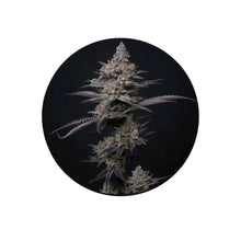Blueberry Bubba Fast Flowering Samen 3 Stück Cali Genetics