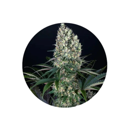 Cannabis Samen "Blueberry" - Feminized - 3 Stck.