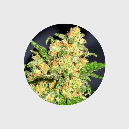 🪴Neu! Cannabis Samen "Bruce Banner" - Autoflower - 3 Stck.🪴