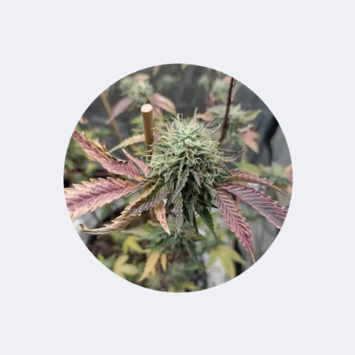 Produktbild von CBD Cannabis Seed "Fruit Cake" - feminizovaný - 3 ks.