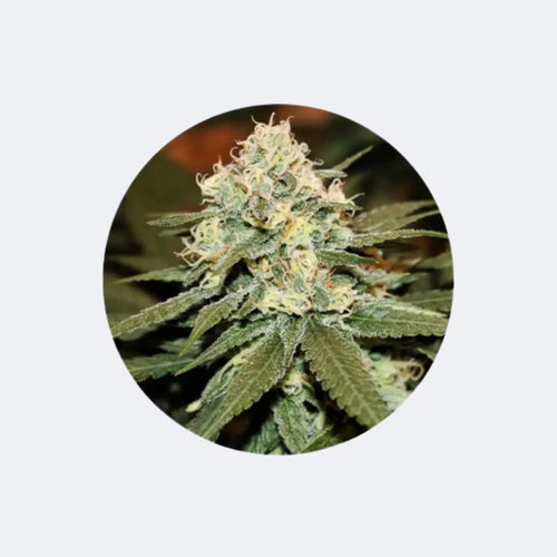 Produktbild von CBD Cannabis Samen "Lemon Haze" - feminized - 3 Stck.
