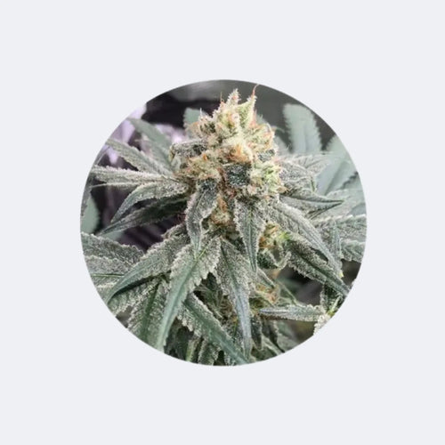Produktbild von CBD Cannabissamen "Honey M" - feminized - 3 Stck.