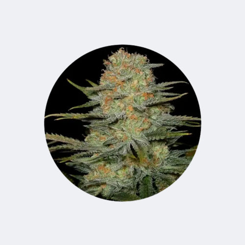 Produktbild von CBD Hanfsamen "Amnesia Haze" - feminized - 3 Stck.