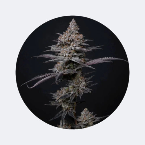 Produktbild von Cali Genetics "Blueberry Bubba" - Fast Flowering - 3 Stck.
