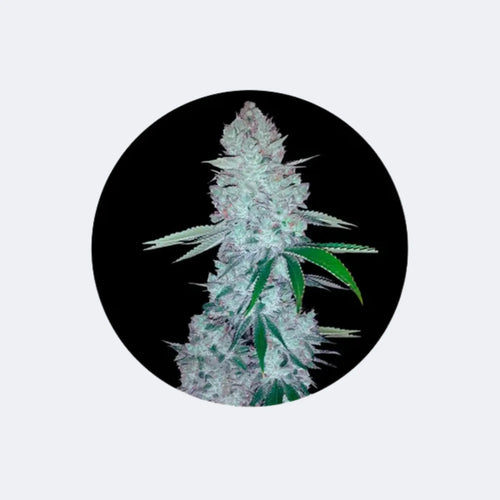 Produktbild von Семя каннабиса "Gorilla Glue" - феминизирован - 3 шт.