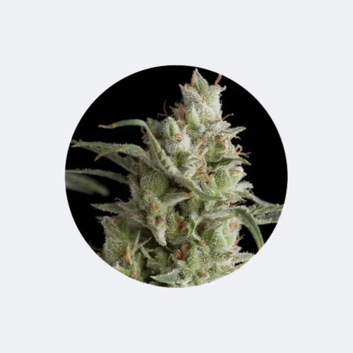 Produktbild von Cali Genetics "OG Kush" - Feminized - 3 Stck.
