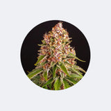Cali Genetics 