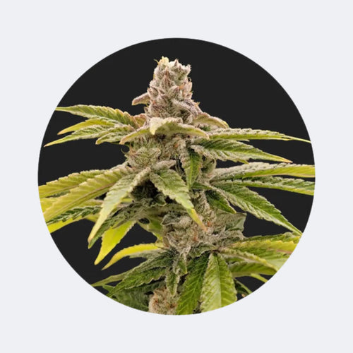 Cali Genetics "Strawberry Guava" - Fast Flowering - 3 Stck.