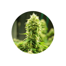 Candy Rain Cali Genetics feminisierte Cannabis Samen 3 Stück