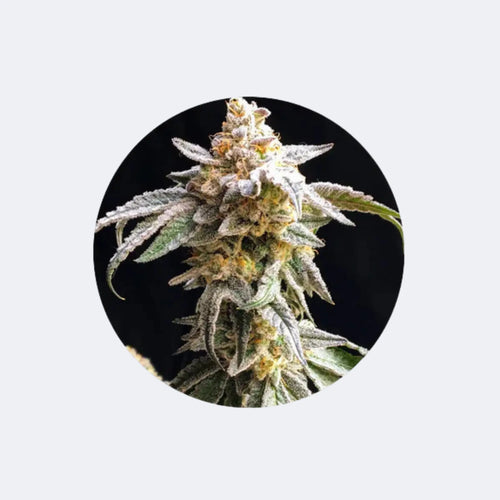 Produktbild von Cannabis/Hanfsamen Samen "Cookies Sherbet" - Feminized - 3 Stck.