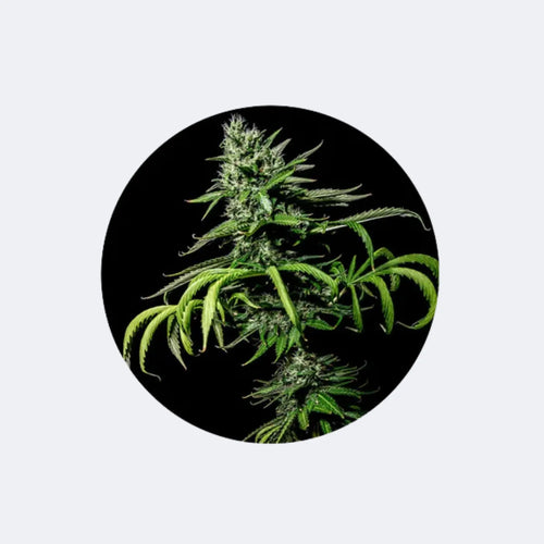 Produktbild von Cannabis/Hanfsamen Samen "Tropicana Cookies" - Feminized - 3 Stck.