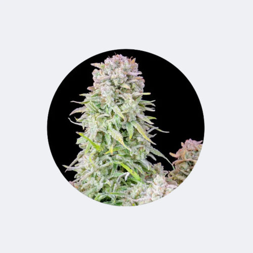 Produktbild von Cannabis/Hanfsamen "Afghan Kush" - Autoflower - 3 Stck.