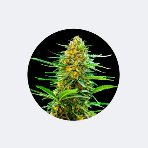 Produktbild von Cali Genetics "Muz Yumruğu" - Otomatik Enerji - 3 PC.