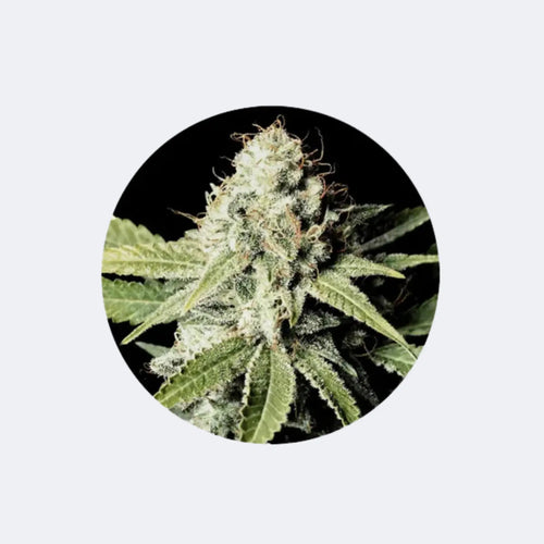 Produktbild von Cannabis/Hanfsamen "Great White Shark" - Feminized - 3 Stck.