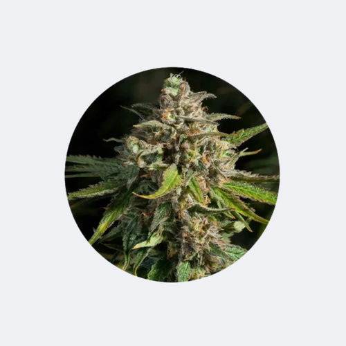 Produktbild von Cannabis/Hanfsamen "Lavender" - Feminized - 3 Stck.