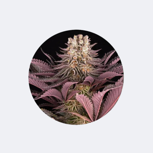 Produktbild von Semeno konopí/konopí "Mimosa x Orange Punch" - feminizované - 3 ks.