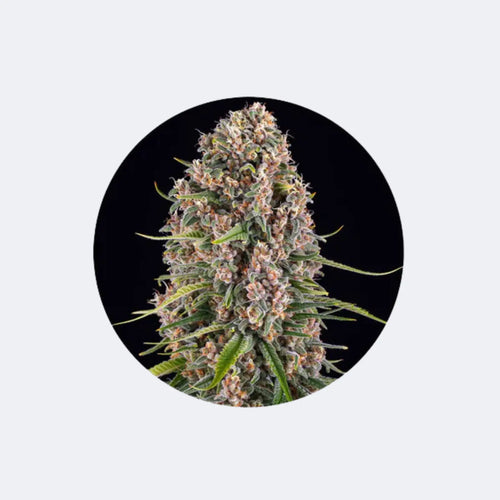 Produktbild von Cannabiho semeno "Blue Cheese" - Feminizované - 3 ks.