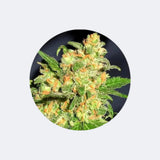 Cannabi's Seed 