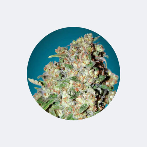 Produktbild von Cannabis Samen "Critical" - Feminized - 3 Stck.