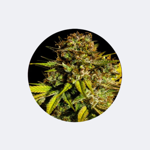 Produktbild von Cannabis Samen "Extra Mintz" - Autoflower - 3 Stck.
