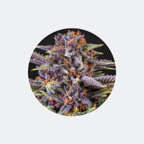 Produktbild von Cannabis Samen "Forbidden Fruit" - Feminized - 3 Stck.