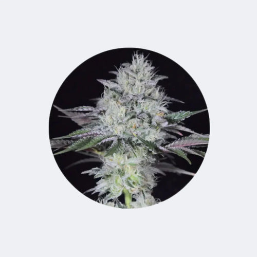 Produktbild von Cannabis Samen "Gorilla Glue" - Autoflower - 3 Stck.