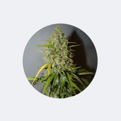 Produktbild von Cannabis Samen "Grapefruit" - Autoflower - 3 Stck.