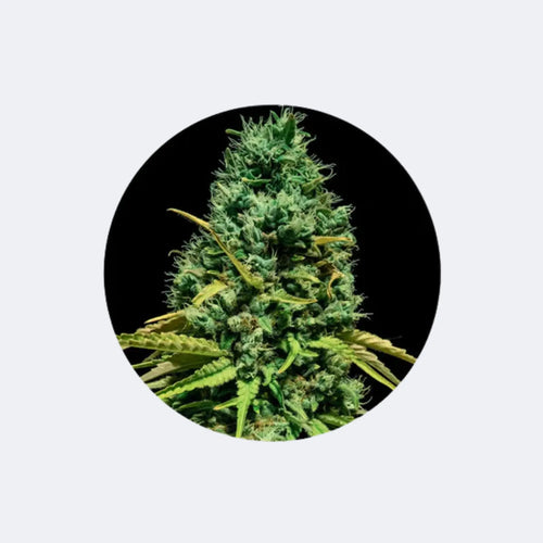 Produktbild von Cannabis Samen "Hell Bells OG" - Autoflower - 3 Stck.