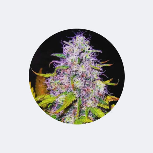 Produktbild von Cannabis Samen "Purple Haze" - Feminized - 3 Stck.