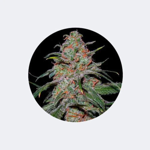 Produktbild von Cannabis Samen "Super Lemon Haze" - Autoflower - 3 Stck.
