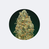 Cannabis Samen 