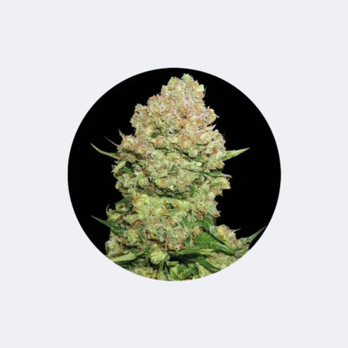Produktbild von Cannabis Samen "White Widow" - Autoflower - 3 Stck.