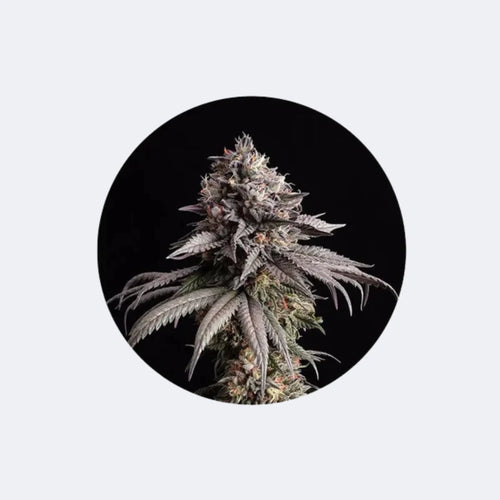 Produktbild von Cali Genetics "Zkittles Gelato" - Feminized - 3 Stck.