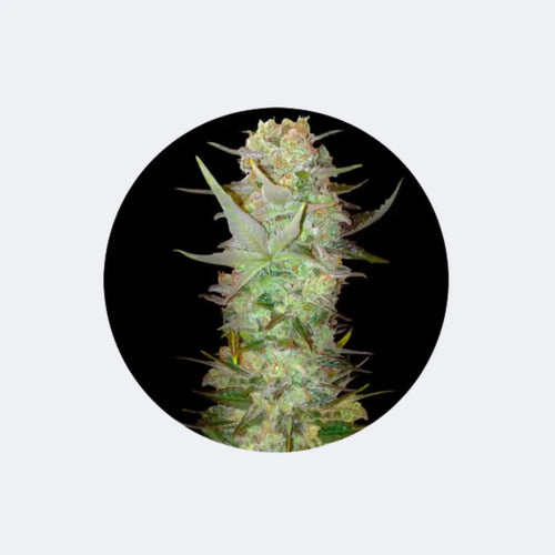 Produktbild von Semente de cannabis "Durban Poison" - Autoflower - 3 pcs.