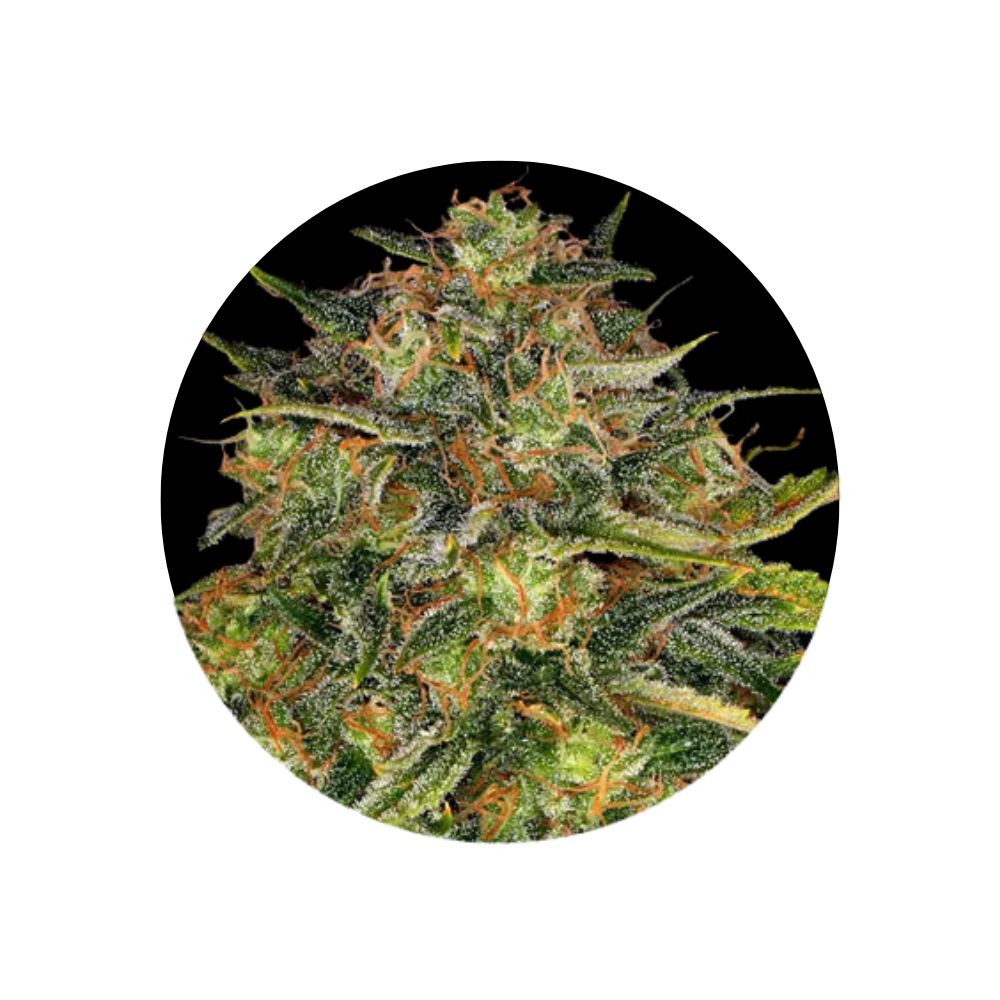 Cannabis seeds "Cheese" - Feminized - 3 pcs. 