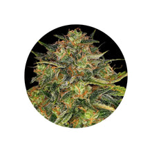Cheese feminisierte Cannabis Samen 3 Stück von CBD Hexe
